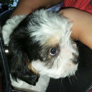 Meet your Posher, Denis